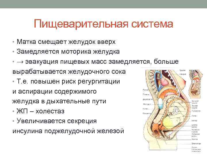 Пищеварительная система • Матка смещает желудок вверх • Замедляется моторика желудка • → эвакуация