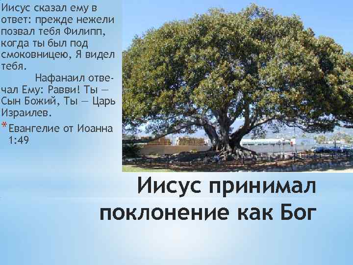 Иисус сказал ему в ответ: прежде нежели позвал тебя Филипп, когда ты был под