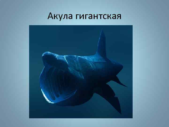 Акула гигантская 
