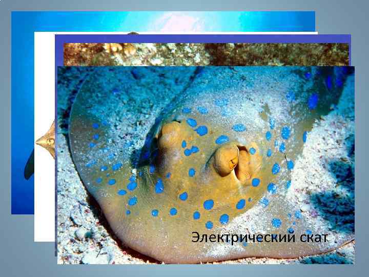 Манта Морская лисица Хвостокол Орляк Электрический скат 