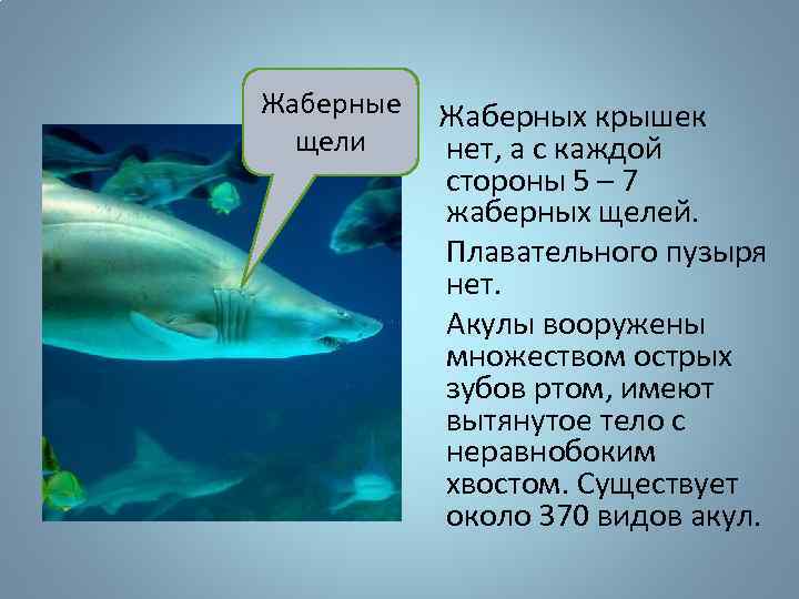 Жаберные Жаберных крышек щели нет, а с каждой стороны 5 – 7 жаберных щелей.