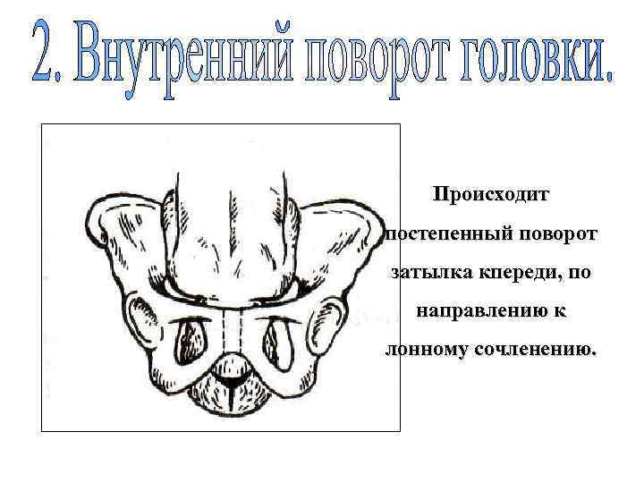 Происходит постепенный поворот затылка кпереди, по направлению к лонному сочленению. 