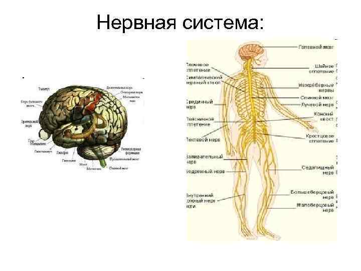 Нервная система фото