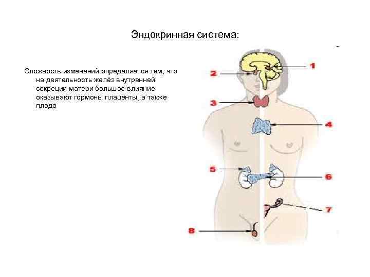 Эндокринная система: Сложность изменений определяется тем, что на деятельность желёз внутренней секреции матери большое