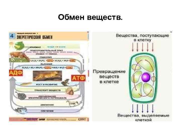 Обмен веществ. 