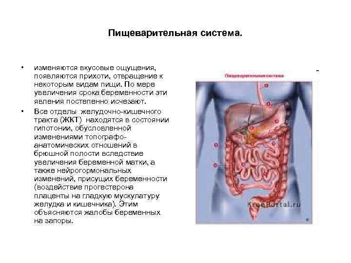 Пищеварительная система. • • изменяются вкусовые ощущения, появляются прихоти, отвращение к некоторым видам пищи.