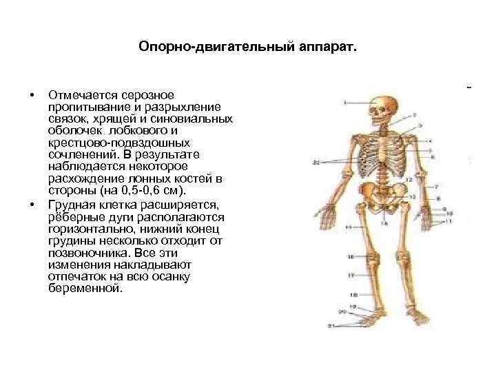 Опорно-двигательный аппарат. • • Отмечается серозное пропитывание и разрыхление связок, хрящей и синовиальных оболочек