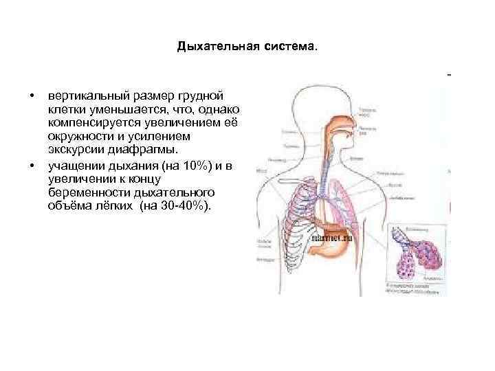 Дыхательная система. • • вертикальный размер грудной клетки уменьшается, что, однако компенсируется увеличением её