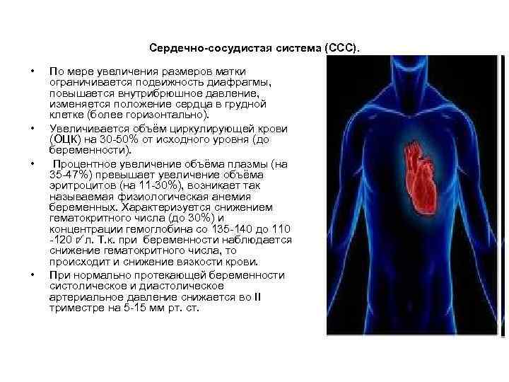 Сердечно-сосудистая система (ССС). • • По мере увеличения размеров матки ограничивается подвижность диафрагмы, повышается