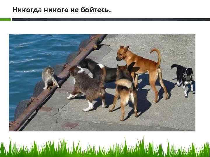 Никогда никого не бойтесь. 
