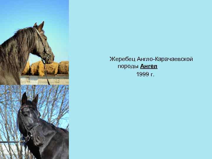 Жеребец Англо-Карачаевской породы Ангел 1999 г. 