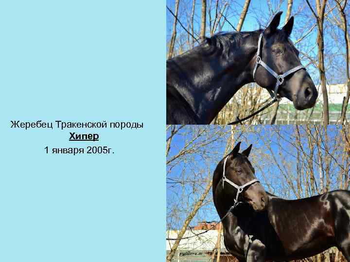 Жеребец Тракенской породы Хипер 1 января 2005 г. 