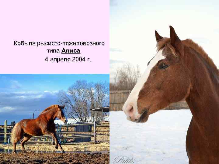 Кобыла рысисто-тяжеловозного типа Алиса 4 апреля 2004 г. 