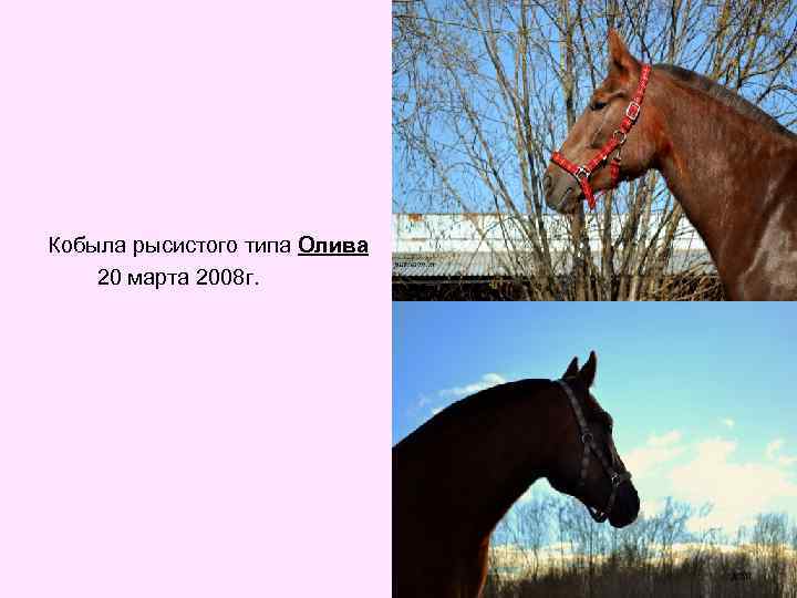 Кобыла рысистого типа Олива 20 марта 2008 г. 