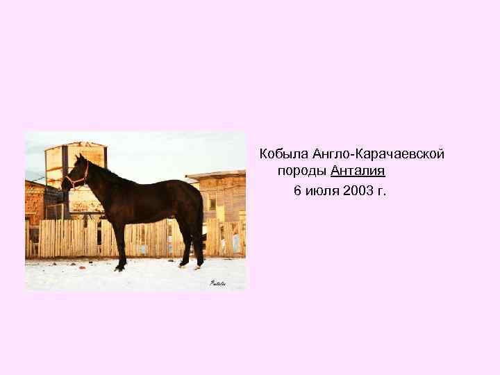 Кобыла Англо-Карачаевской породы Анталия 6 июля 2003 г. 