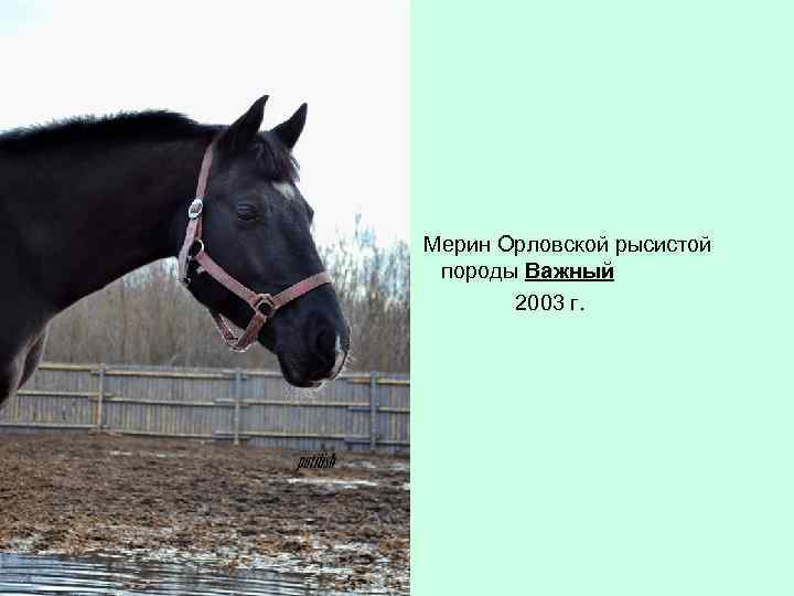 Мерин Орловской рысистой породы Важный 2003 г. 