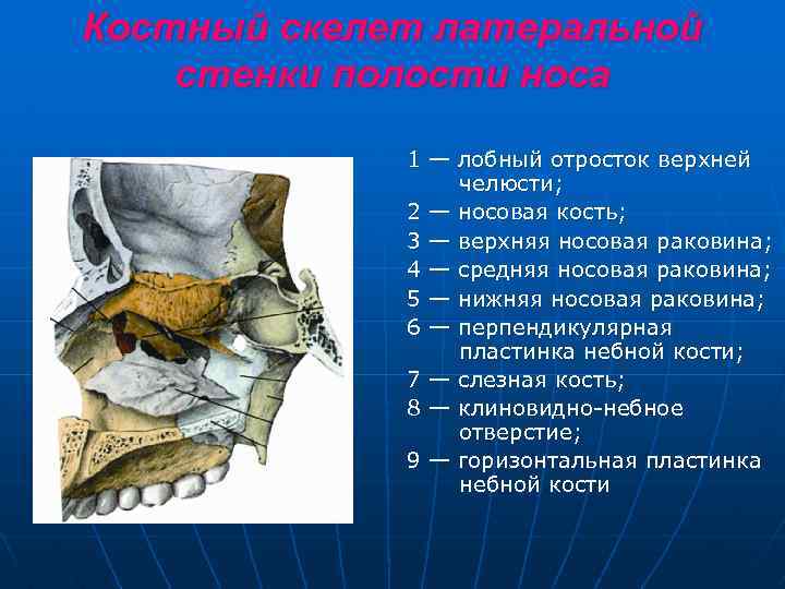 Костный скелет латеральной стенки полости носа 1 — лобный отросток верхней челюсти; 2 —