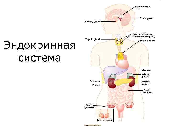 Выберите три верно обозначенные подписи к рисунку строение эндокринной системы человека