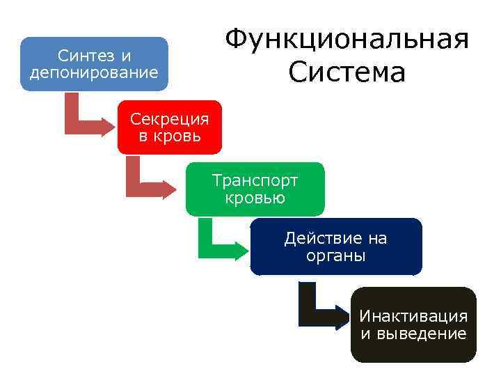 Синтез и депонирование Функциональная Система Секреция в кровь Транспорт кровью Действие на органы Инактивация