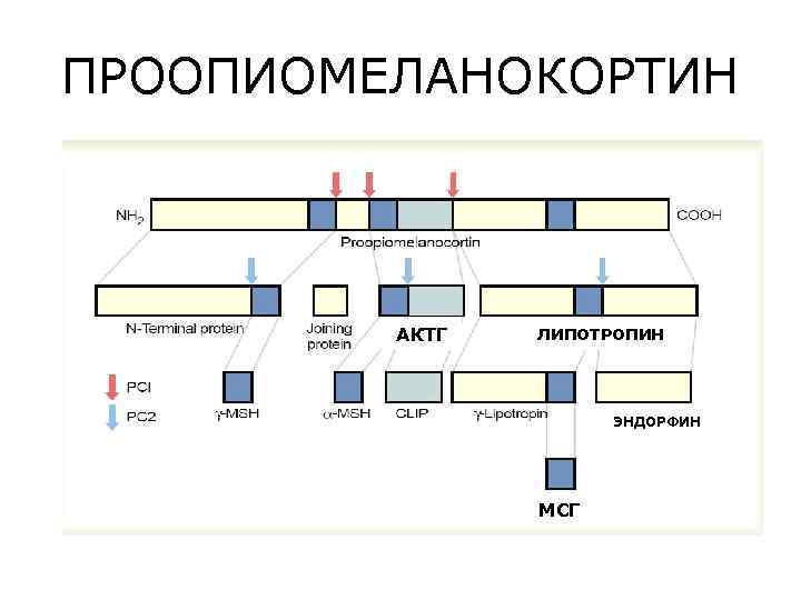 ПРООПИОМЕЛАНОКОРТИН АКТГ ЛИПОТРОПИН ЭНДОРФИН МСГ 