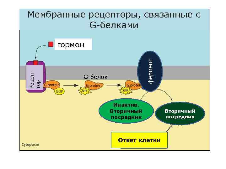 Мембранные рецепторы, связанные с G-белками фермент Рецептор гормон G-белок Инактив. Вторичный посредник Ответ клетки