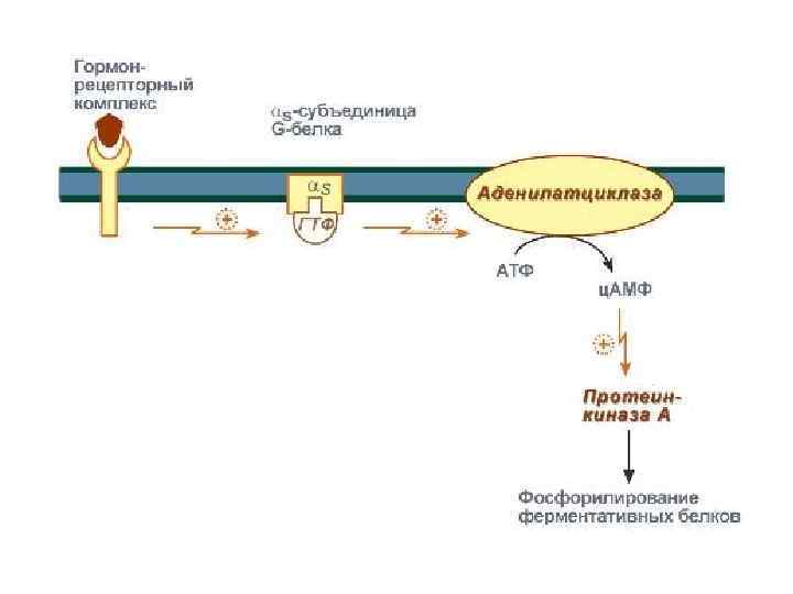 Аденилатциклазная система схема