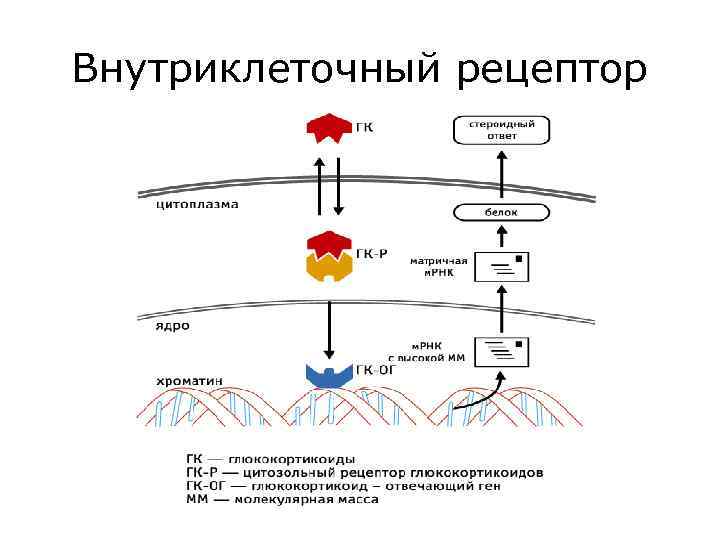 Внутриклеточный рецептор 