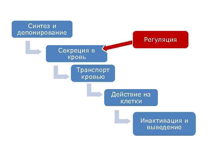 Синтез и депонирование Регуляция Секреция в кровь Транспорт кровью Действие на клетки Инактивация и