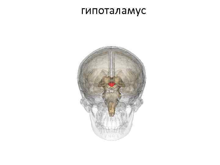 гипоталамус 