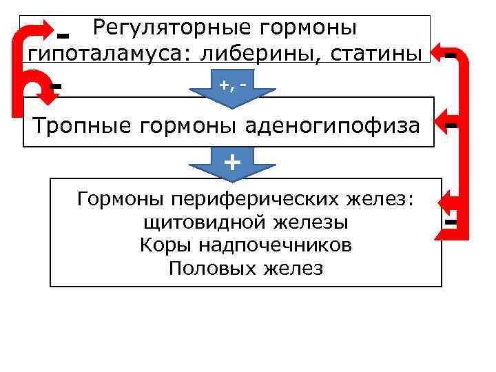 Регуляторные гормоны гипоталамуса: либерины, статины - - +, - Тропные гормоны аденогипофиза - +