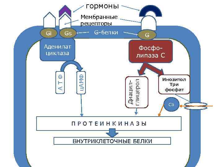 гормоны Мембранные рецепторы G-белки Gs Фосфолипаза С ц. АМФ АТФ Аденилат циклаза G G