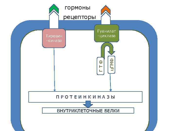 гормоны рецепторы ГТФ Тирозин -киназа ц. ГМФ Гуанилат -циклаза G ПРОТЕИНКИНАЗЫ ВНУТРИКЛЕТОЧНЫЕ БЕЛКИ 