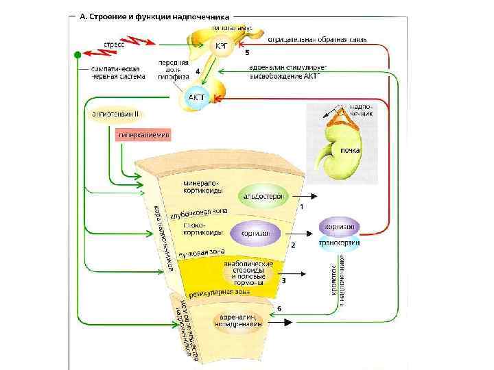 Надпочечники строение. Схема выработки гормонов надпочечников. Надпочечники строение гормоны зоны. Физиологические функции гормонов коры надпочечников. Строение и функции гормонов коры надпочечников.