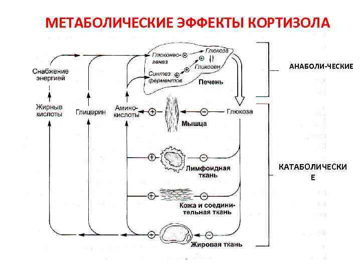 Симпатоадреналовая система схема