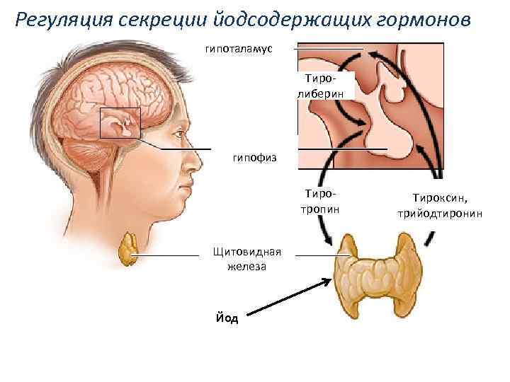 Регуляция секреции йодсодержащих гормонов гипоталамус Тиролиберин гипофиз Тиротропин Щитовидная железа Йод Тироксин, трийодтиронин 