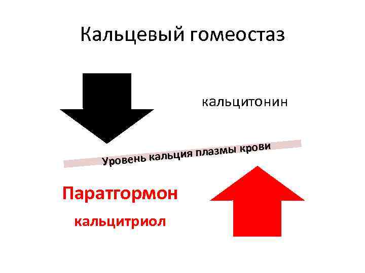 Кальцевый гомеостаз кальцитонин Уров ови я плазмы кр ень кальци Паратгормон кальцитриол 