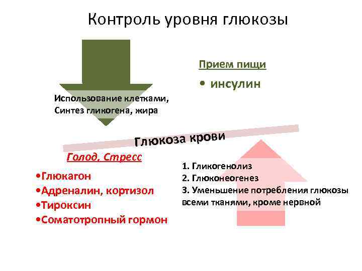 Контроль уровня глюкозы Прием пищи • инсулин Использование клетками, Синтез гликогена, жира люкоза крови