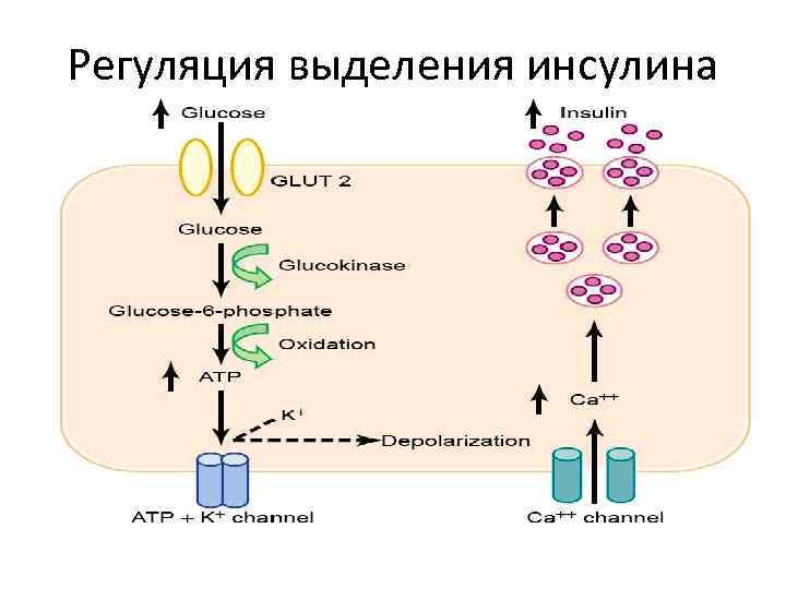 Регуляция выделения инсулина 