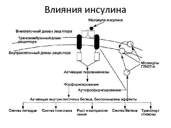 Влияния инсулина 