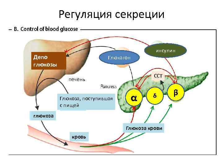 Синтез инсулина и глюкагона. Схема регуляции выработки инсулина. Механизм регуляции инсулина. Регуляция синтеза и секреции инсулина. Схема механизмов регуляции выработки инсулина.