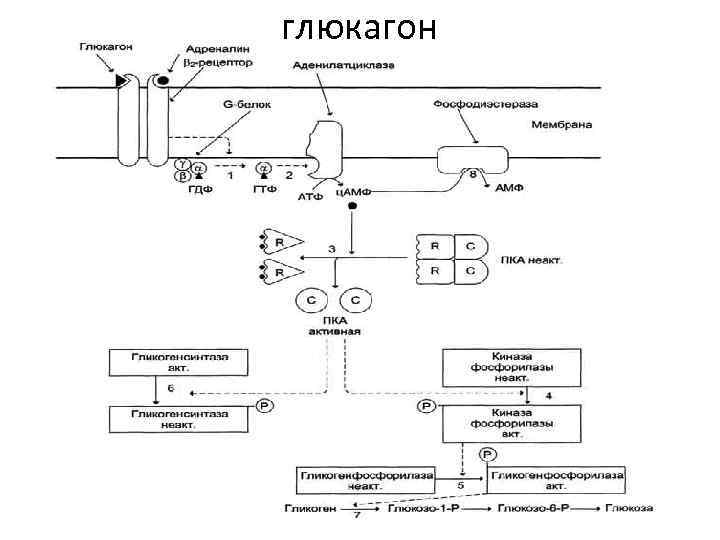 глюкагон 