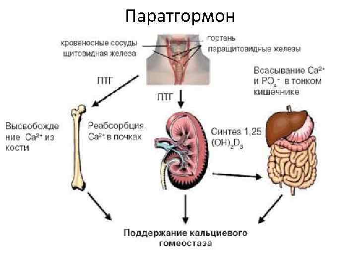 Паратгормон 