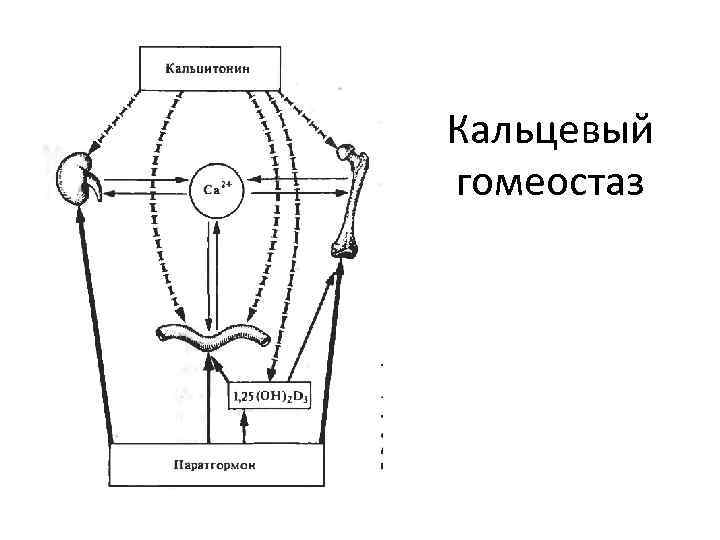 Гомеостаз картинки огэ