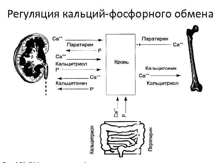 Регуляция кальций-фосфорного обмена 