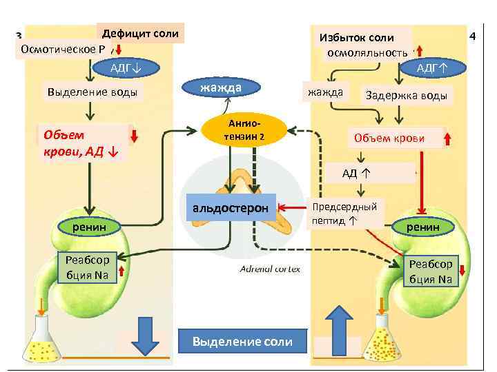 Дефицит соли Осмотическое Р Избыток соли осмоляльность АДГ↓ Выделение воды Объем крови, АД ↓
