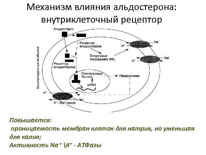 Механизм влияния альдостерона: внутриклеточный рецептор Повышается: проницаемость мембран клеток для натрия, но уменьшая для