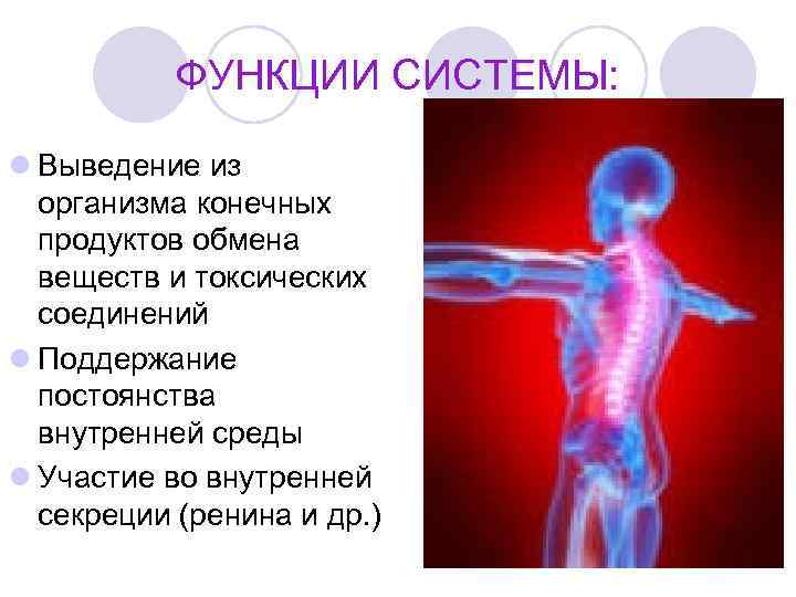 ФУНКЦИИ СИСТЕМЫ: l Выведение из организма конечных продуктов обмена веществ и токсических соединений l