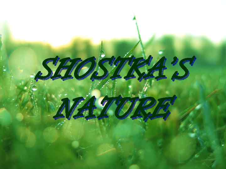 SHOSTKA’S NATURE 
