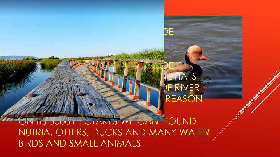 NATIONAL PARK OF LAS TABLAS DE DAIMIEL, CASTILE-LA MANCHA NATIONAL PARK OF LAS TABLAS