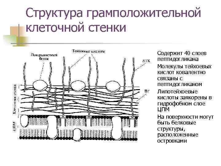 Белком клеточной стенки